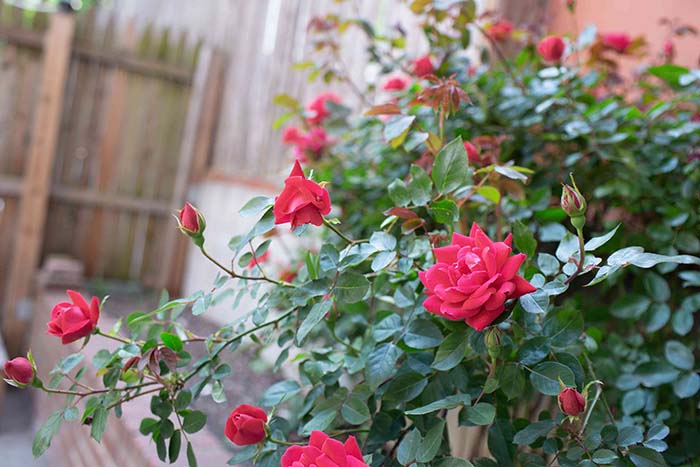 Growing Roses for beginners